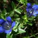 Mountain Bog Gentian - Photo (c) Tom Spaulding, some rights reserved (CC BY-NC)