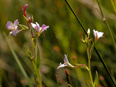 Epilobium oreganum