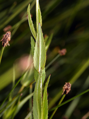 Epilobium oreganum