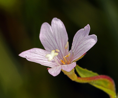 Epilobium oreganum