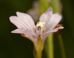 Epilobium oreganum
