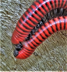 Centrobolus anulatus