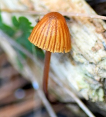 Galerina atkinsoniana