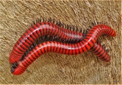 Centrobolus anulatus