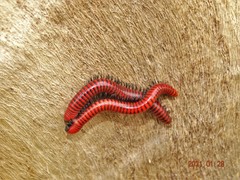 Centrobolus anulatus