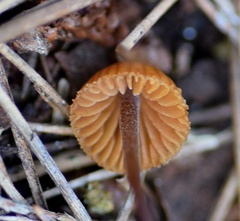 Galerina atkinsoniana