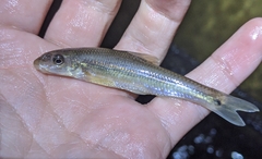 Phenacobius mirabilis