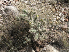 Cylindropuntia whipplei