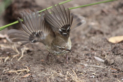Sericornis maculatus