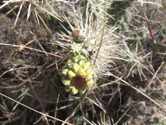Cylindropuntia whipplei