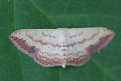 Scopula caesaria