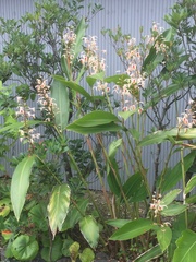 Alpinia formosana