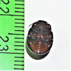 Chrysolina clarki