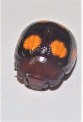 Chrysolina clarki