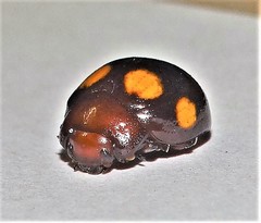 Chrysolina clarki