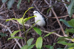 Fluvicola albiventer