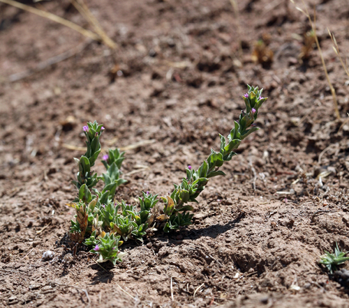 Smooth spike-primrose (Epilobium campestre)