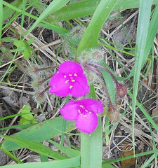 Tradescantia tharpii