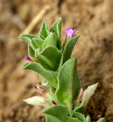 Epilobium campestre