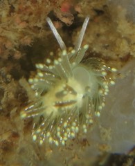 Diaphoreolis viridis