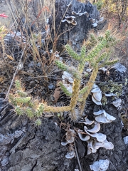 Cylindropuntieae