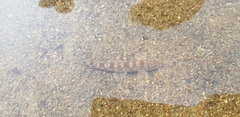Nakdong Gudgeon photo 4