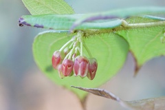 Gaultheria pseudonotabilis