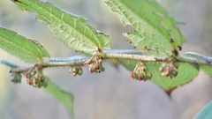 Gaultheria pseudonotabilis