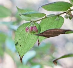 Gaultheria pseudonotabilis