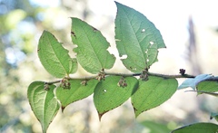 Gaultheria pseudonotabilis