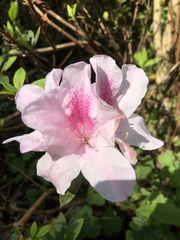 Rhododendron × pulchrum