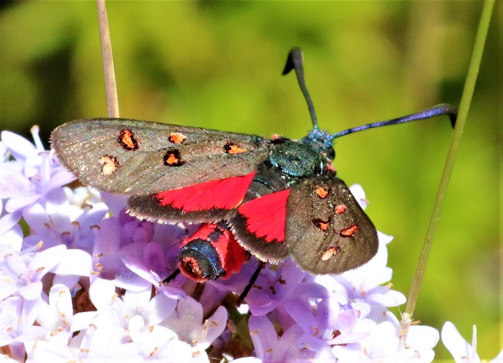 Redspot Belted Burnet