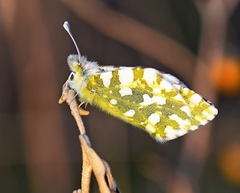 Euchloe ausonia