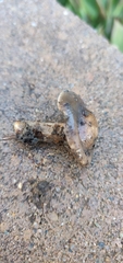 Melanoleuca