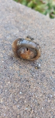 Melanoleuca