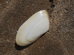 Amarilladesma mactroides image