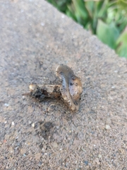 Melanoleuca