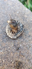 Melanoleuca