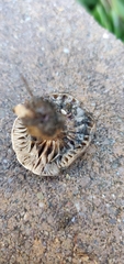Melanoleuca