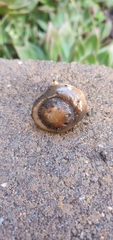 Melanoleuca
