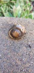 Melanoleuca