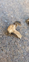 Melanoleuca