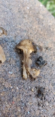 Melanoleuca