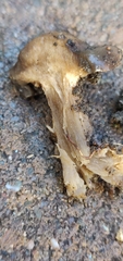 Melanoleuca