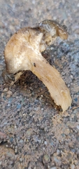 Melanoleuca