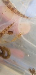 Ephemeroptera