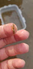 Ephemeroptera