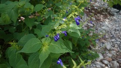 Salvia caudata