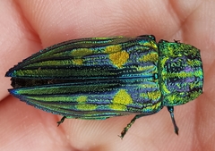Chalcophorotaenia australasiae