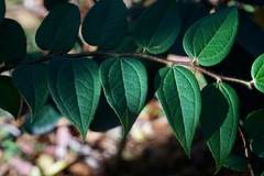Gaultheria pseudonotabilis